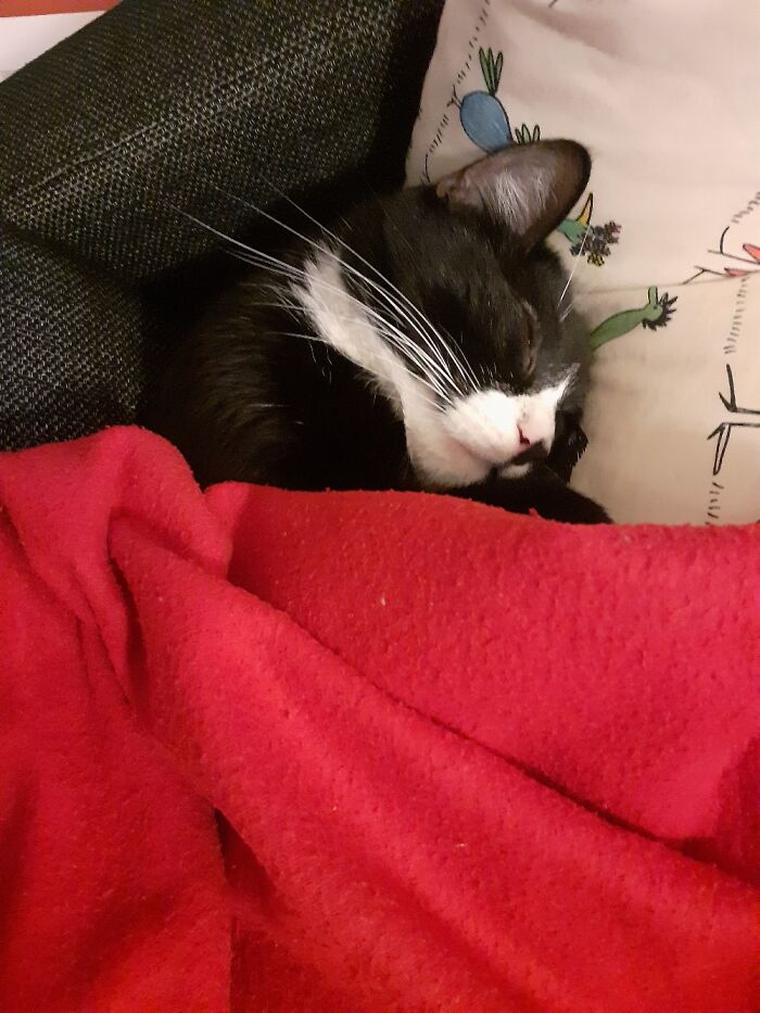 I Don't Know If He Is The Prettiest But Sleeping With Pillow And Blanket Is Just Do Darn Cute