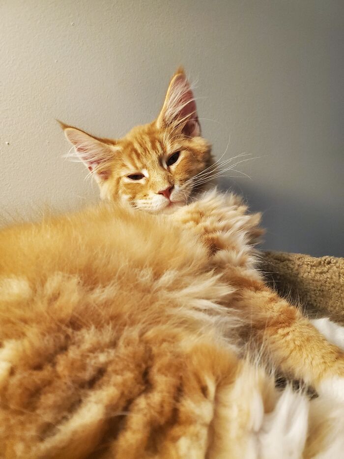 My Handsome Maine Coon Kitten Solomon.