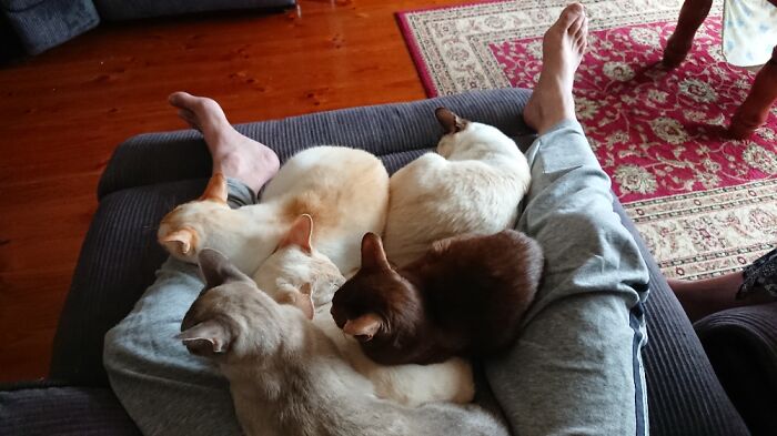 Pinned And Can't Move For Fear Of Retribution 😻