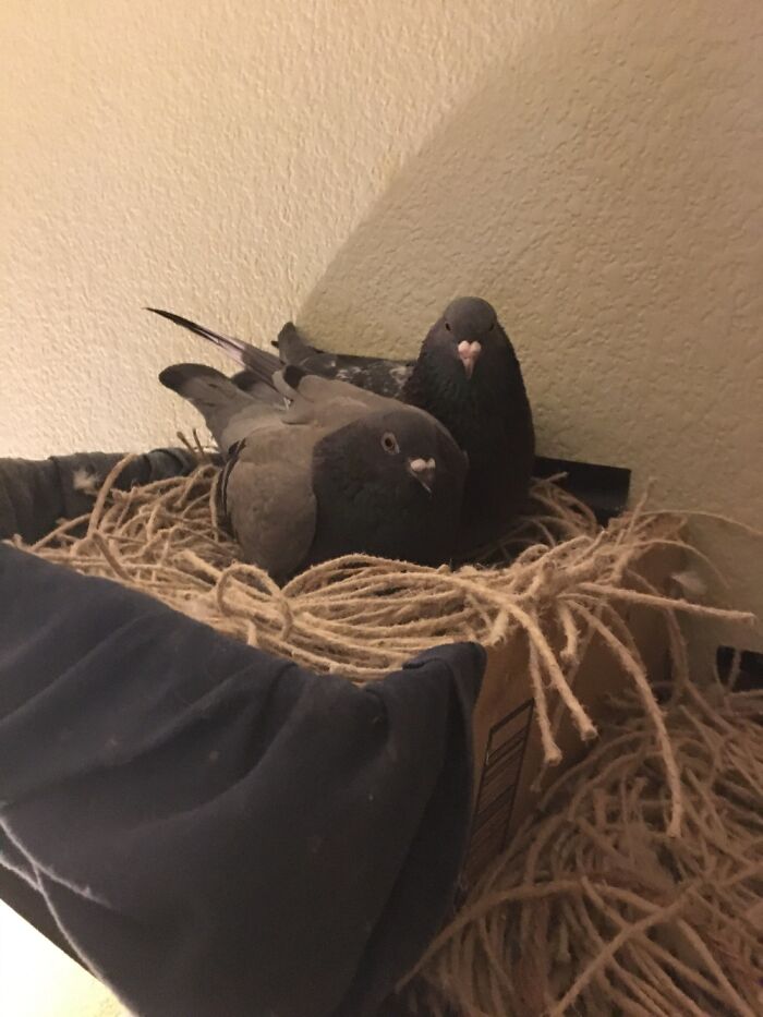 Don't Knock It Till You Try It Pigeons Are Awesome Incredibly Smart And Fun. Charlie & Frankie