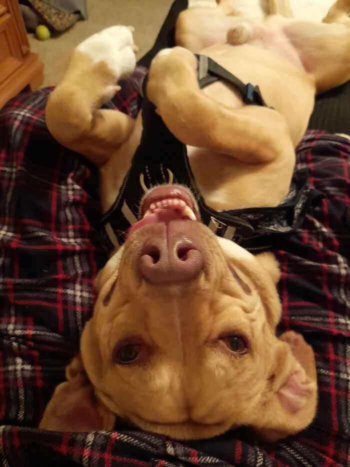 Rescued This Guy A Few Months Ago And We Couldn't Be Happier!!