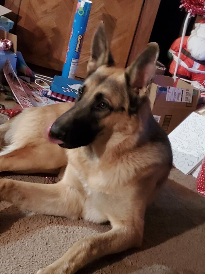 Bullet Our 8 Month Old Puppy.