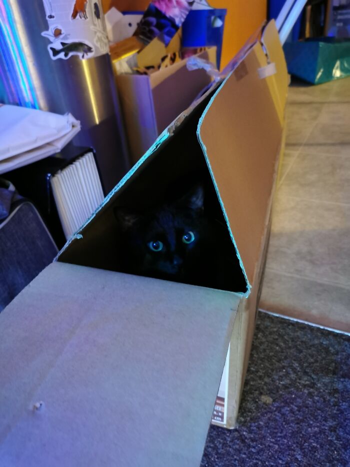 Fitty The Kitty Or Fitty Cent