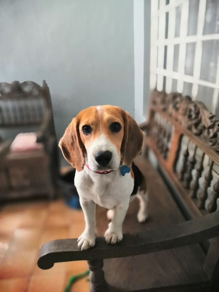 My Baby Was Rescued During The Early Months Of The Pandemic 😊💕