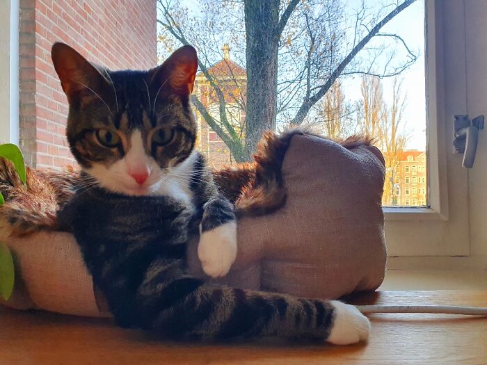 Mr. Sam, Just Like A Boss