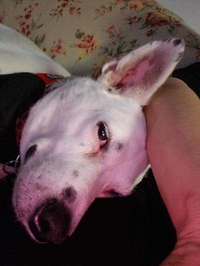 Mick Jagger... Living The Good Life After Being Rescued From A Shelter.