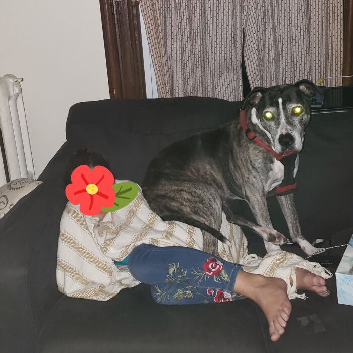 Not The Best Picture, But Sums Up My 13 Year Old Pup