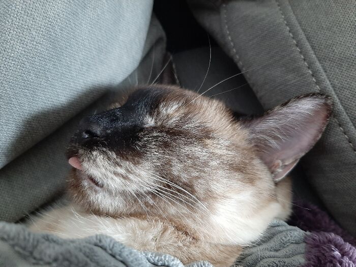 Princess Pawdme Has The Blep