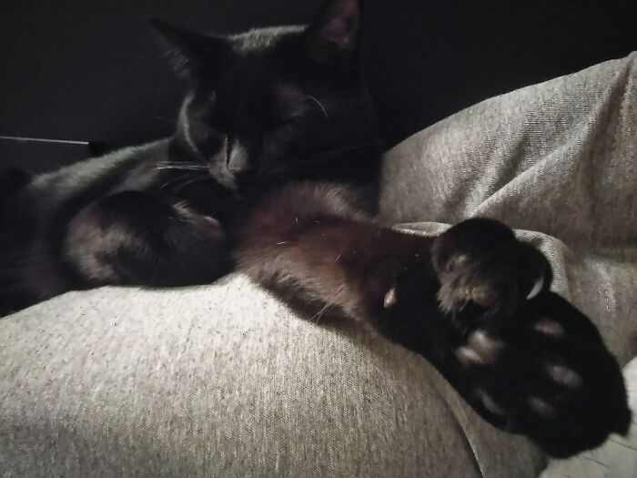 Digit- Showing Off Her Polydactyl Paws, One Has 8 Toes And The Other Has 9.