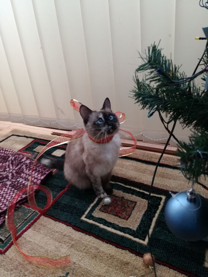 Hmm. How To Destroy This Tree And Blame My Brother?