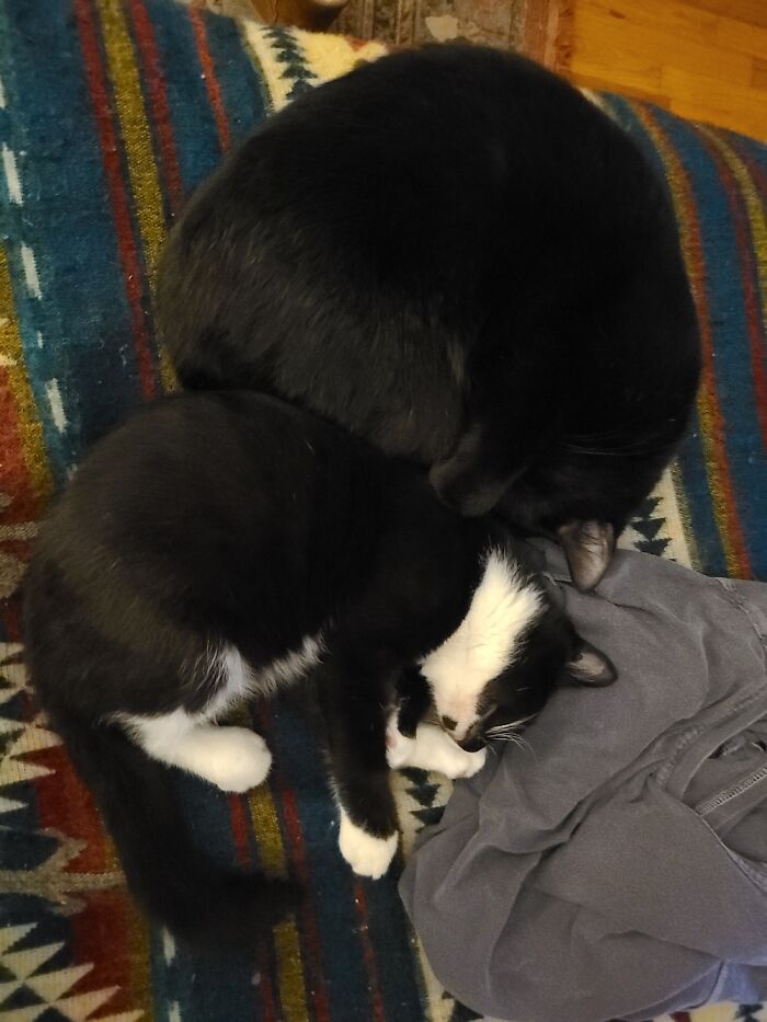 Gir And Zim Love To Sleep All Cuddled With Each Other