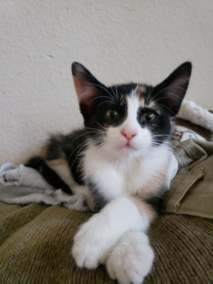 This Is My Little Diva, Hobbes. She's A Grownup Now. She's Also Psychotic.