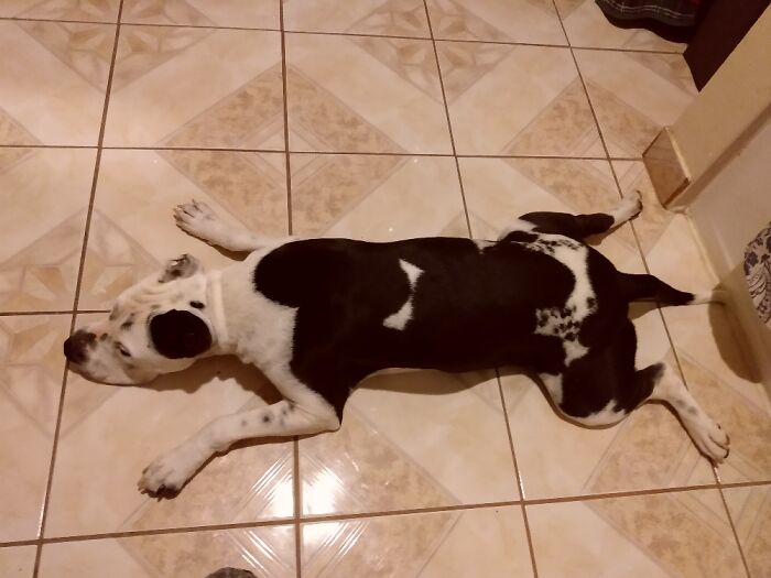 My Frog Dog....🐸🐶