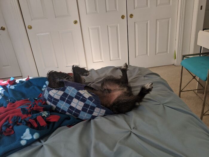 My Dog Sleeps Like Hes Dead