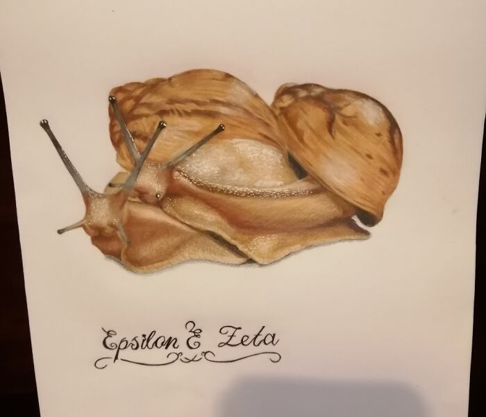 My Two Pet Giant African Land Snails