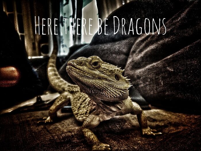 Our Bearded Dragon, Tirppa. A Recue Lizard, Came To Us At 54g, Now 560g