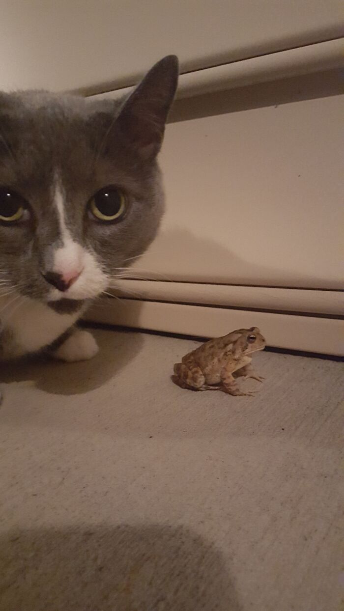 She Finds Them Quite Ribbiting