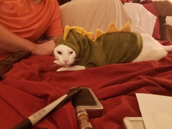 Here Is My Beautiful Dinocat.