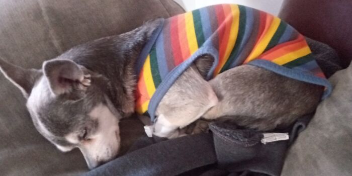 My Dog Eddie Munster In His Pride Shirt Lol