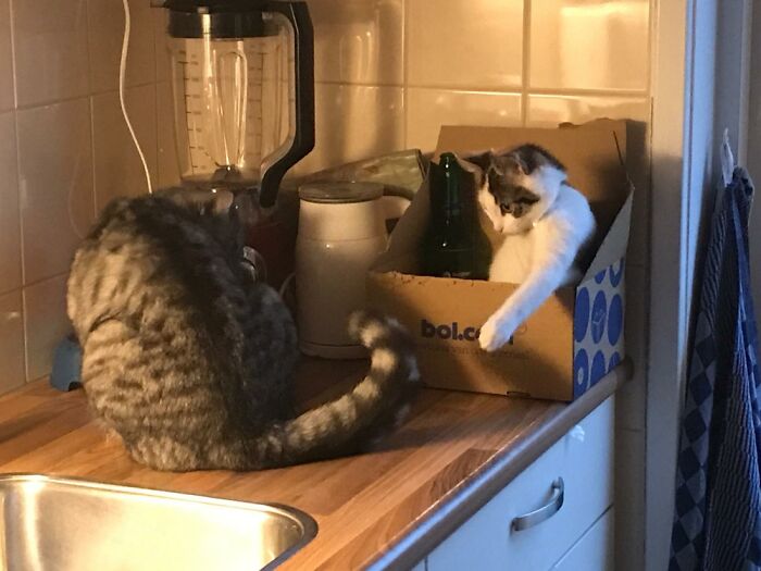 My Kitten Pixel Anoying The Other Cat