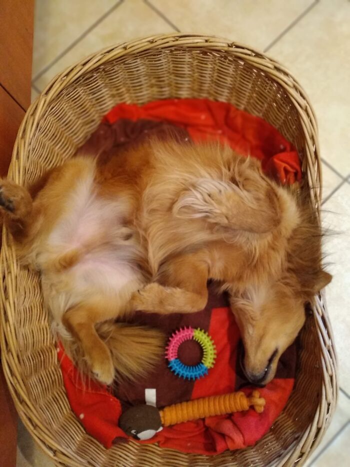 Hi! My Name Is Oli And This Is My Favorite Sleeping Position! 💗