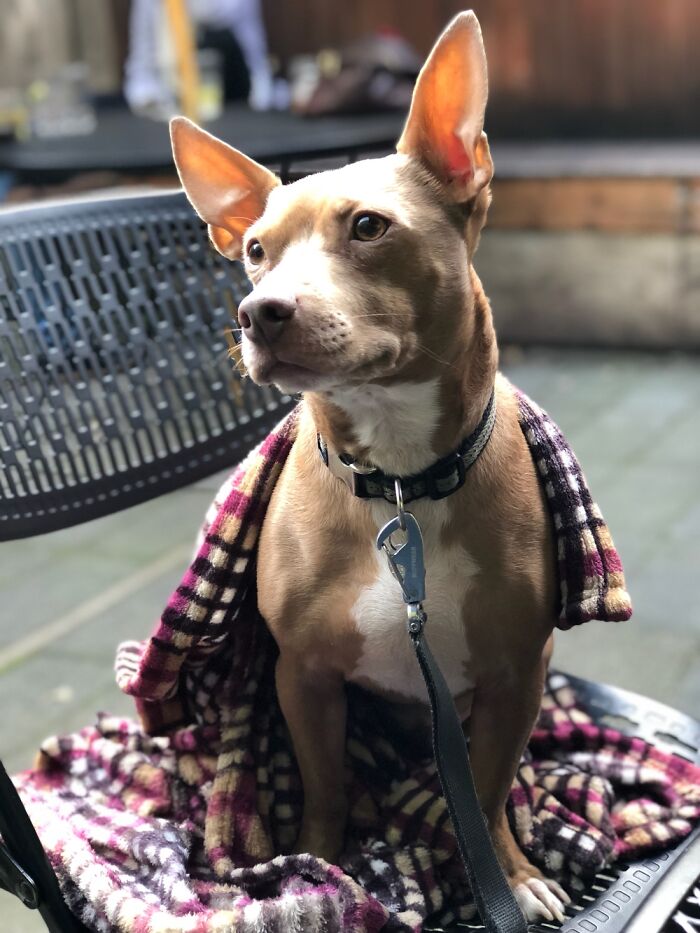 My Rescue Chihuahua/Pit, Max!
