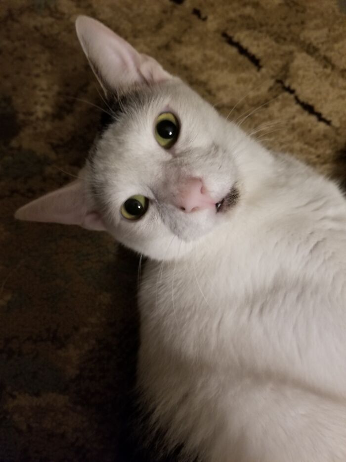 Kitten Craig With His Usual Look Of Utter Disappointment With Me.