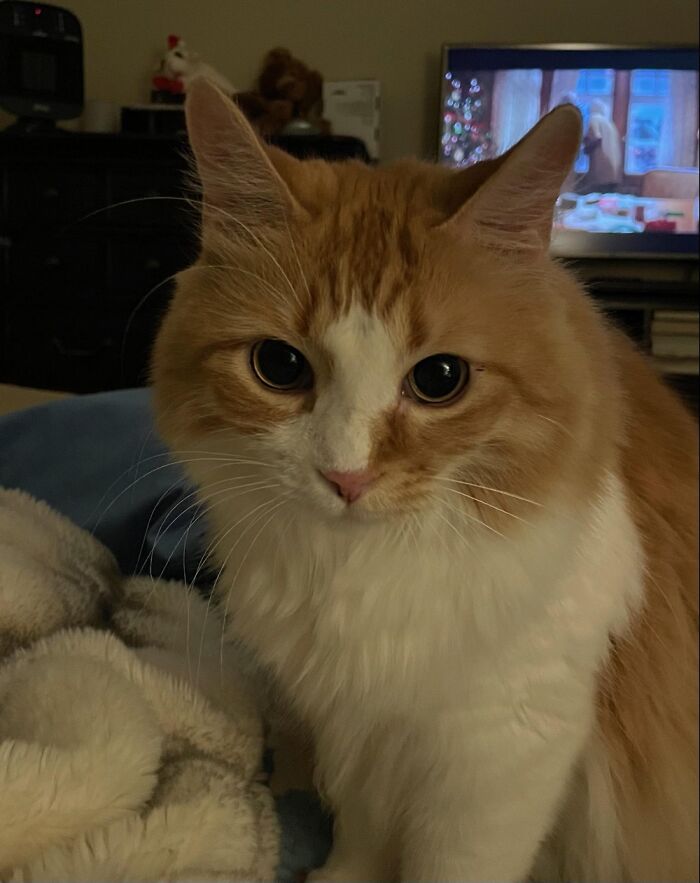 Meet Opie...the Sweetest Boy