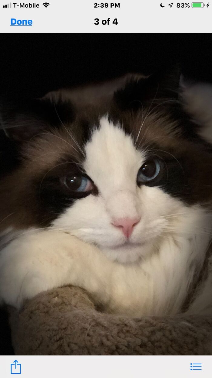 His Majesty...widget