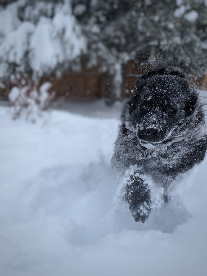 This Is My Favorite Picture I Have Of My Newfi!