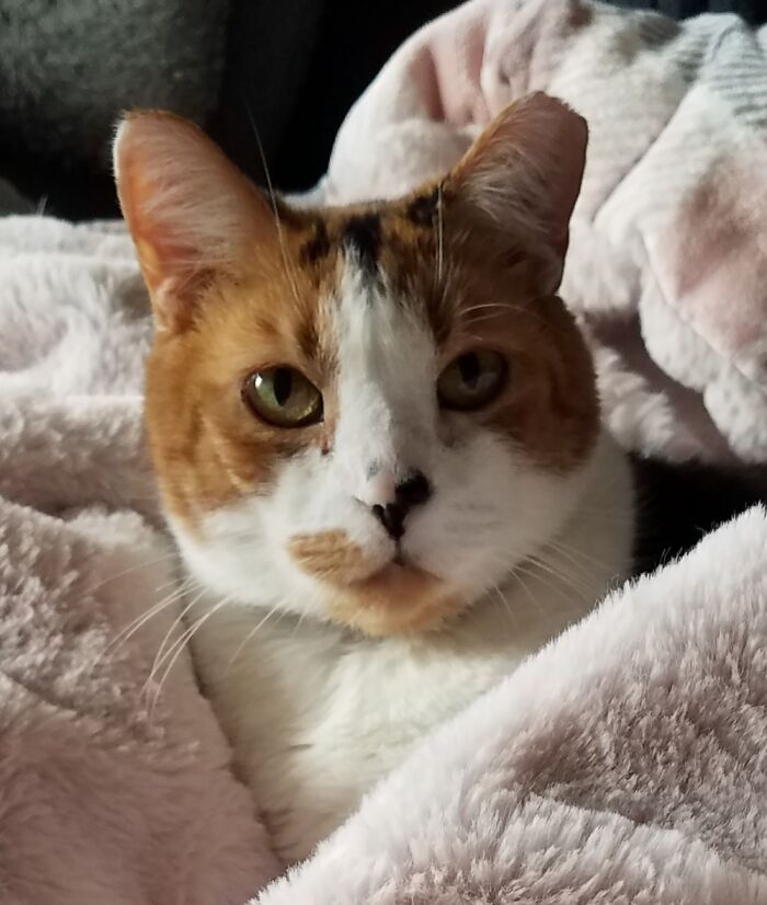 Favorite Fuzzy Blanket