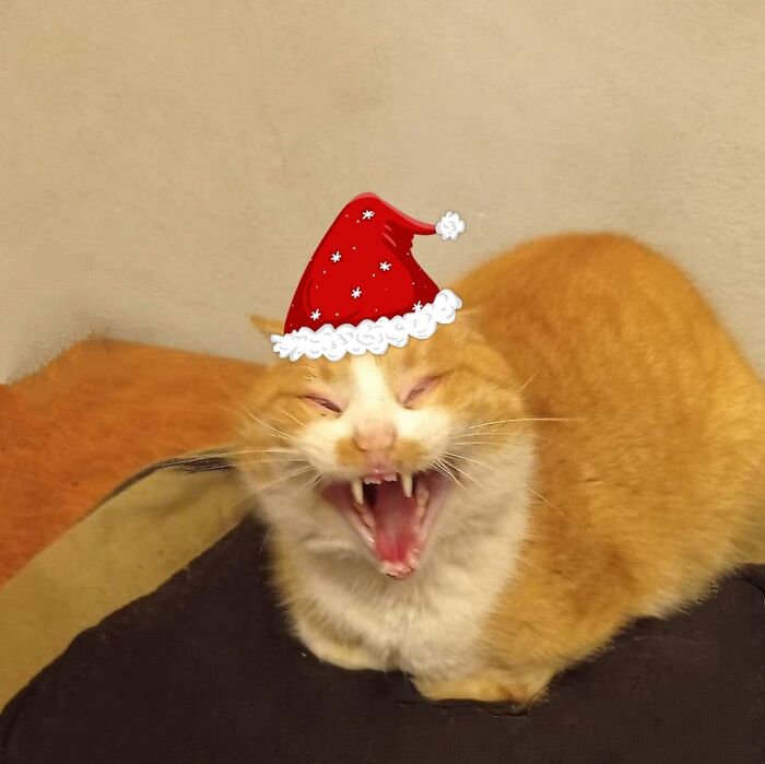 My Christmas Card This Year. I Let People Pick The Interpretation For This Pic