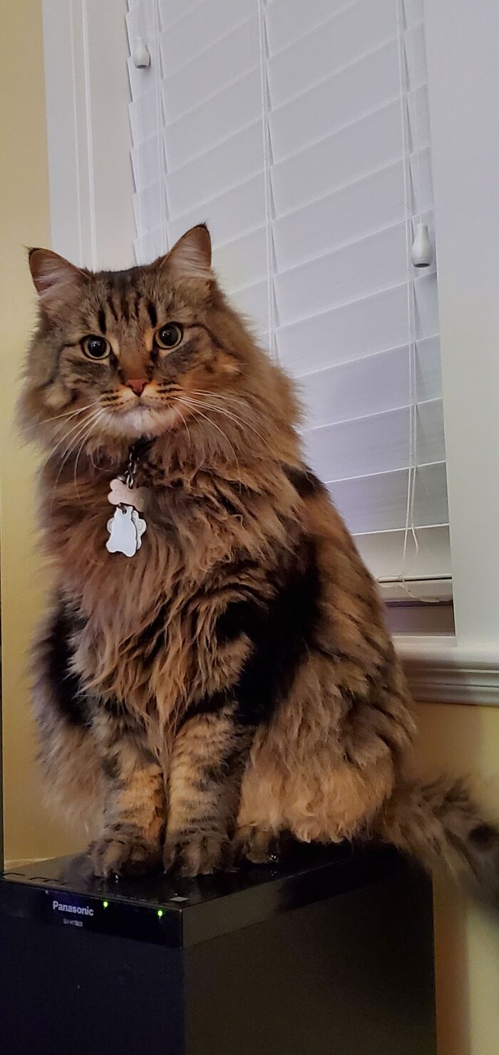 Caspian On One Of His Many Lofty Perches, Because He's More Interesting Than Netflix