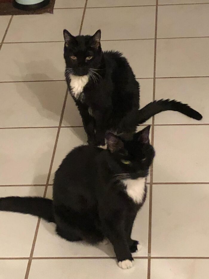 Zaboo And Azriel. R.i.p My Loves