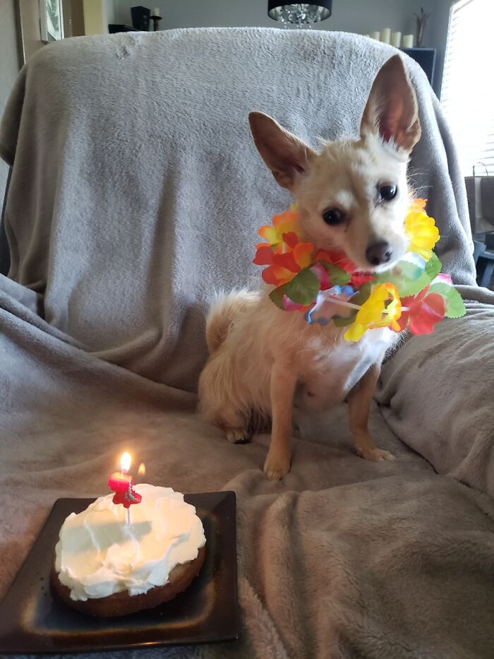 Moka Barksincar's First Adoptaversary Party!