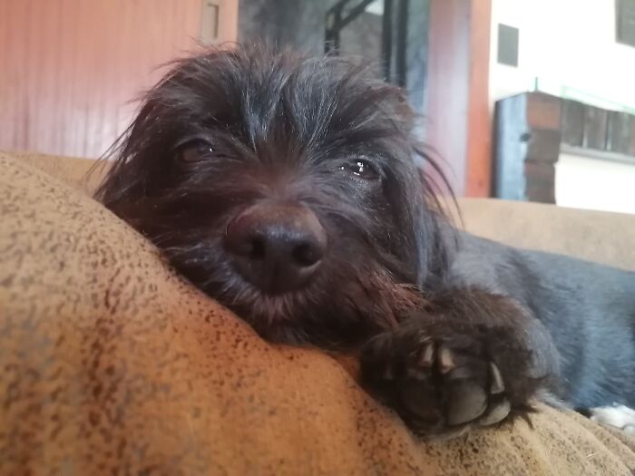 Isabella Melted On Top Of The Sofa.