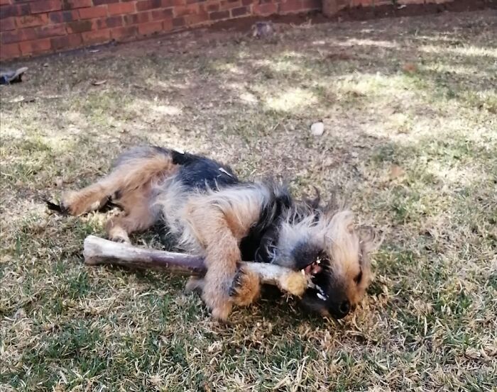 My Bruno Chews In His Birthday Bone For Weeks!