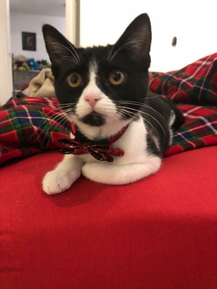 Minerva Doing Her Wide-Eyed Innocent Look.