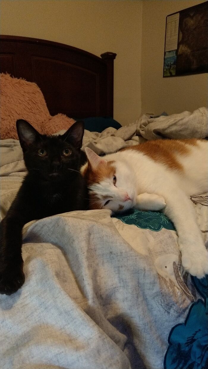 Obi-Wan-Kittnobi And Pebble