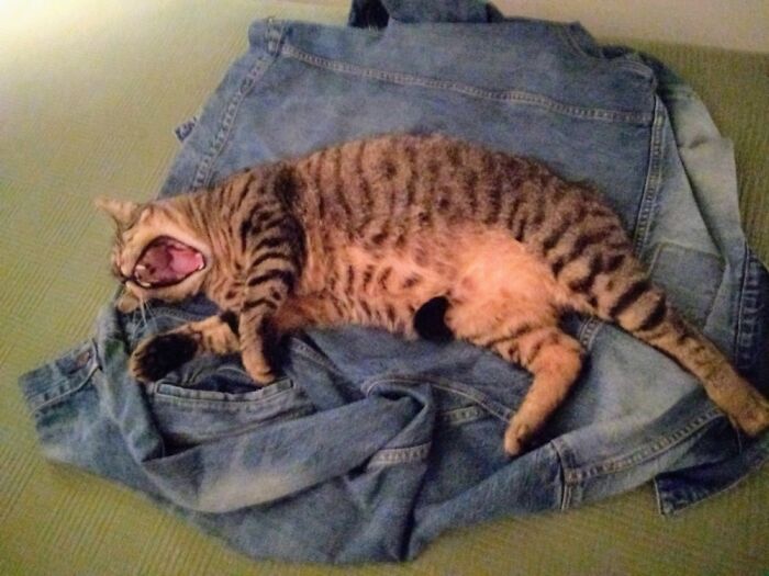 Cosmo Spent A Year Of His Two Houseless. (I Can Relate.) Now We Live Together, Indoors.