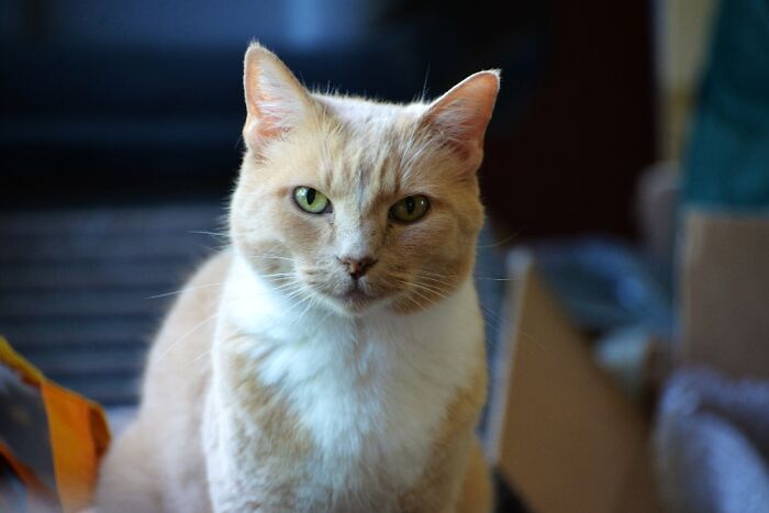 My Beautiful Jane Who Passed Away Last Year 😭