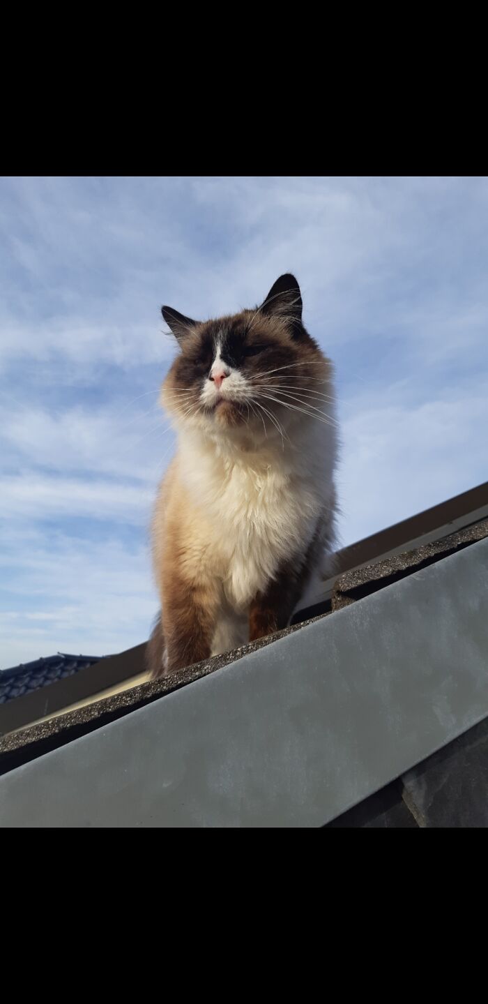 Filou Sniffing The Wind