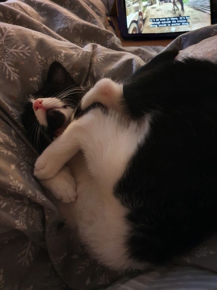 Minerva Did A Somersault In Her Sleep, Just Proving That Cats Are More Liquid Than Solid.