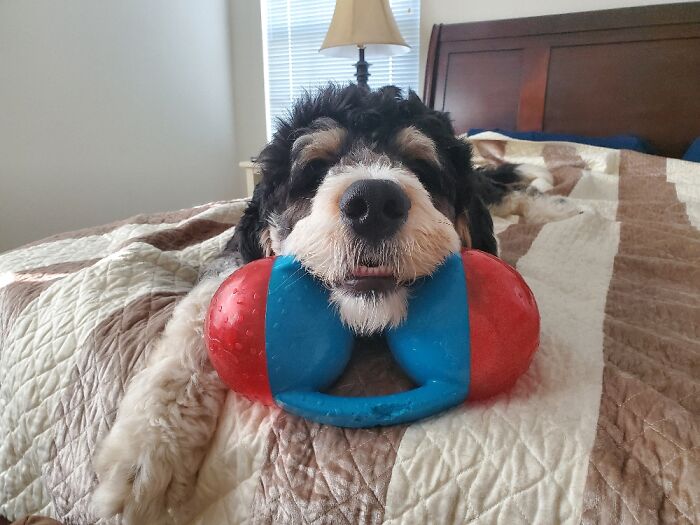 Roscoe Had Just Enough Energy To Get His Toy, But Not Enough To Play With It.