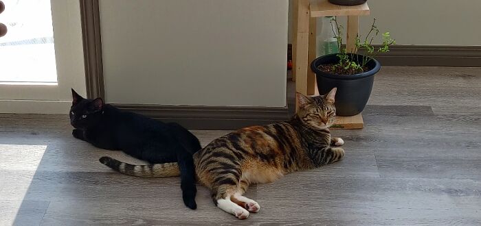 Tail Crossed Friends