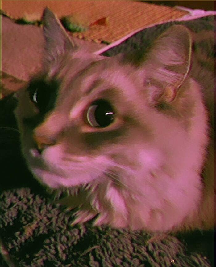 Very Fluffy Lil Lady.