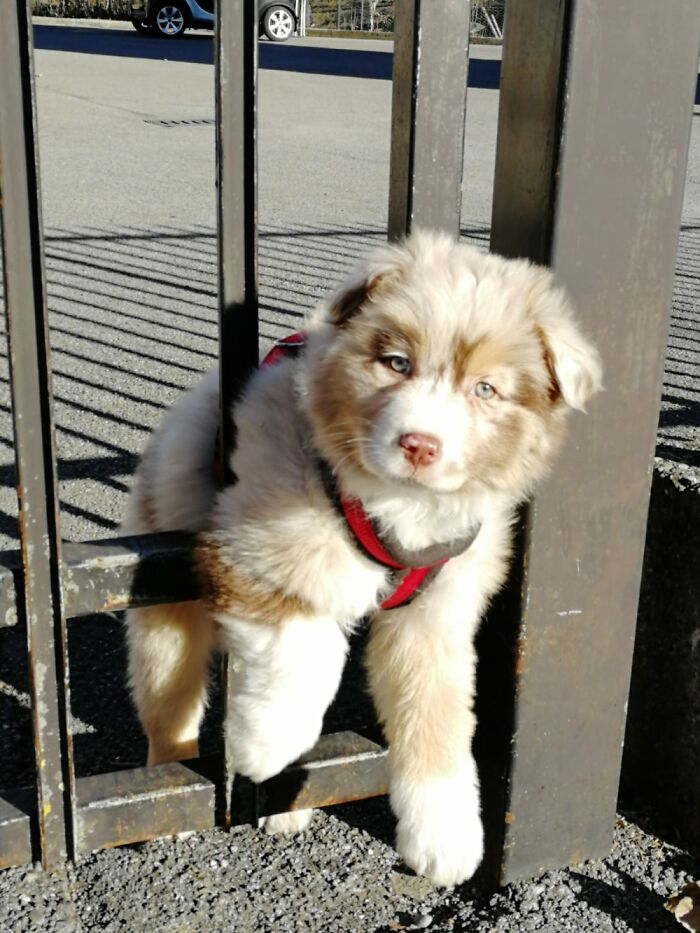 This Is My Luna, A Red Merle Australian Shepherd When She Was 3 Months Old