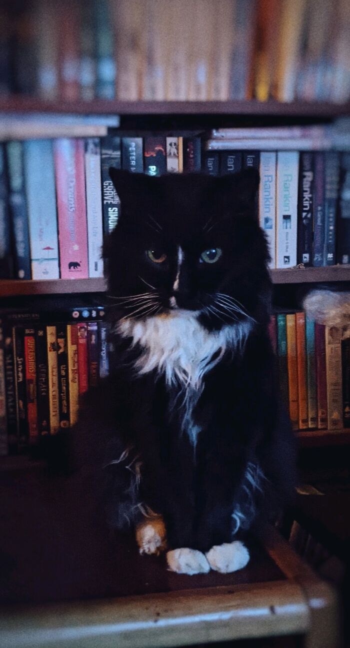 This Is Ki. Sadly He Died At The End Of November. This Is One Of My Favourite Pictures Of Him