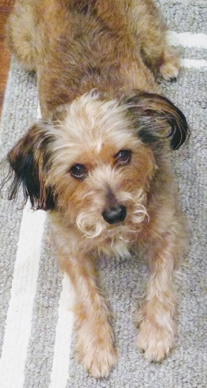 Cooper, Sporting A Perfect Handlebar Mustache.