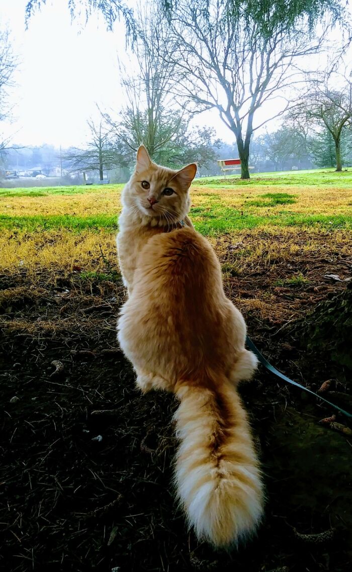 My Adventure Kitty Cheddar 💕